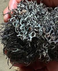 Himalayan Herbs