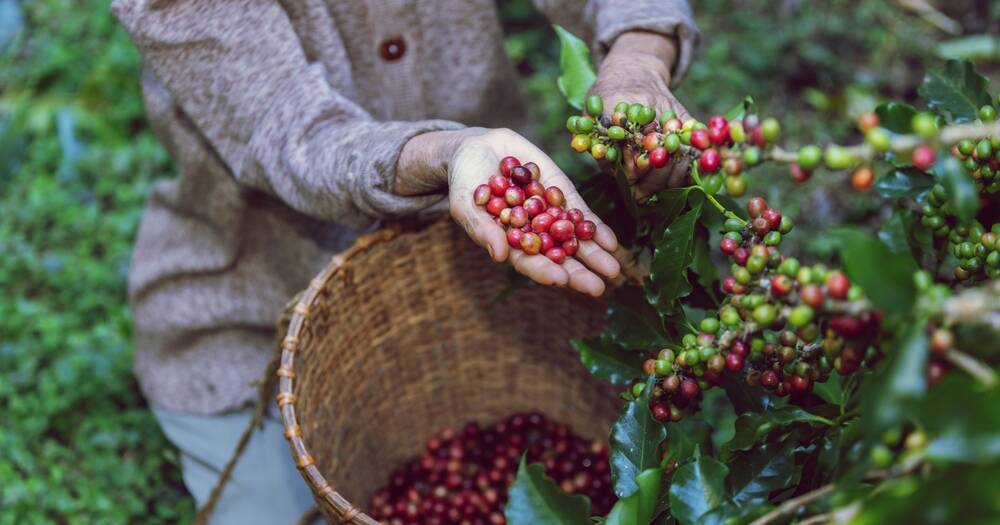 Arabica Coffee bean - Image 3