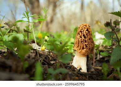 Wild Morel Mushroom