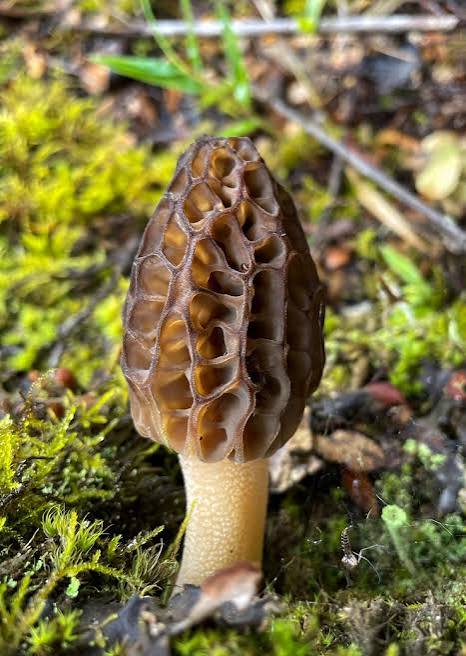 Wild Morel Mushroom - Image 2